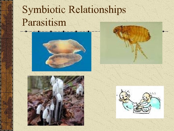 Symbiotic Relationships Parasitism 