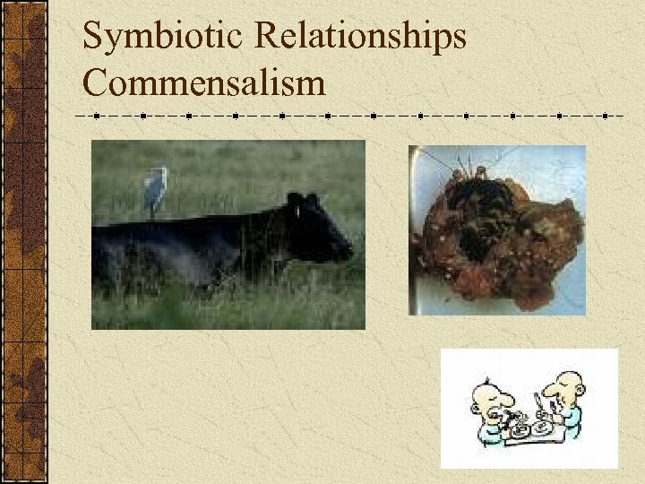 Symbiotic Relationships Commensalism 