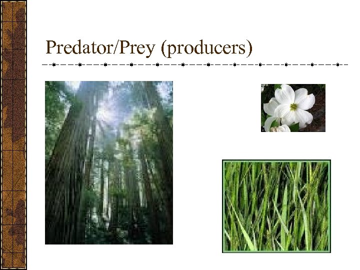 Predator/Prey (producers) 
