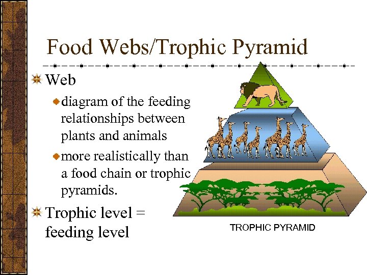 Food Webs/Trophic Pyramid Web diagram of the feeding relationships between plants and animals more