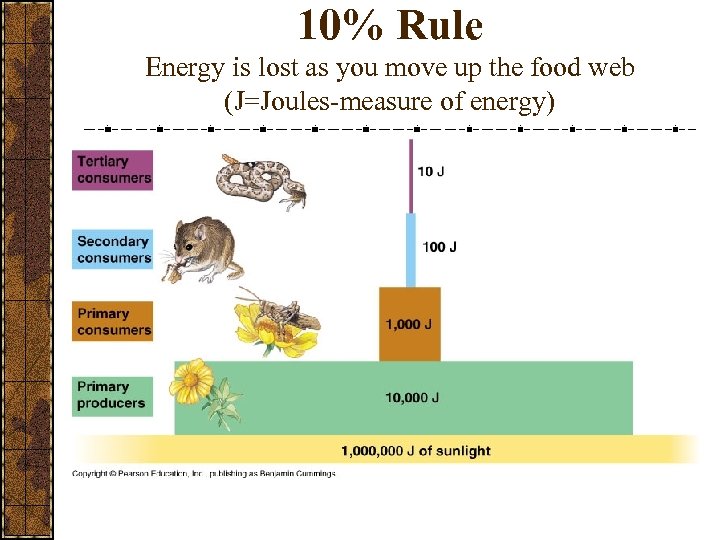 10% Rule Energy is lost as you move up the food web (J=Joules-measure of