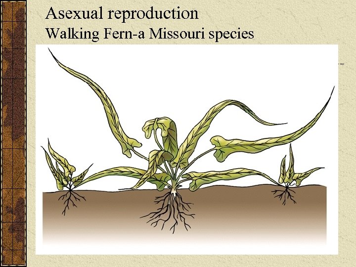 Asexual reproduction Walking Fern-a Missouri species 