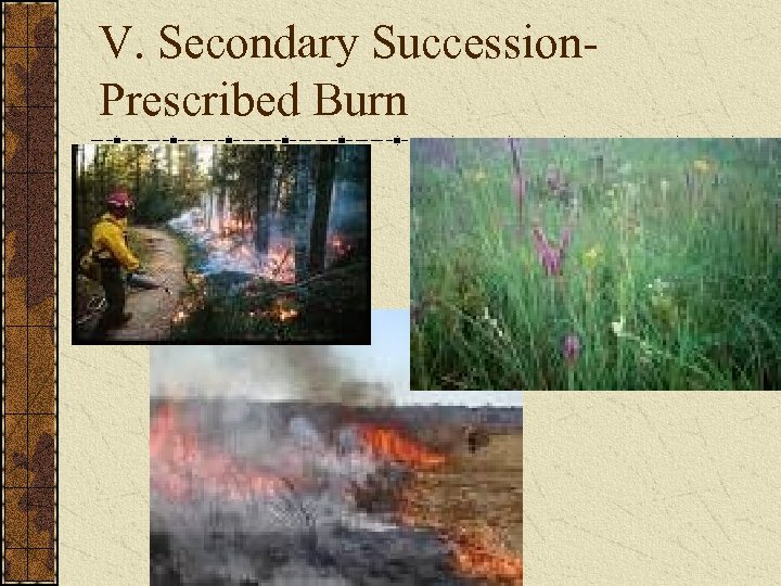 V. Secondary Succession. Prescribed Burn 