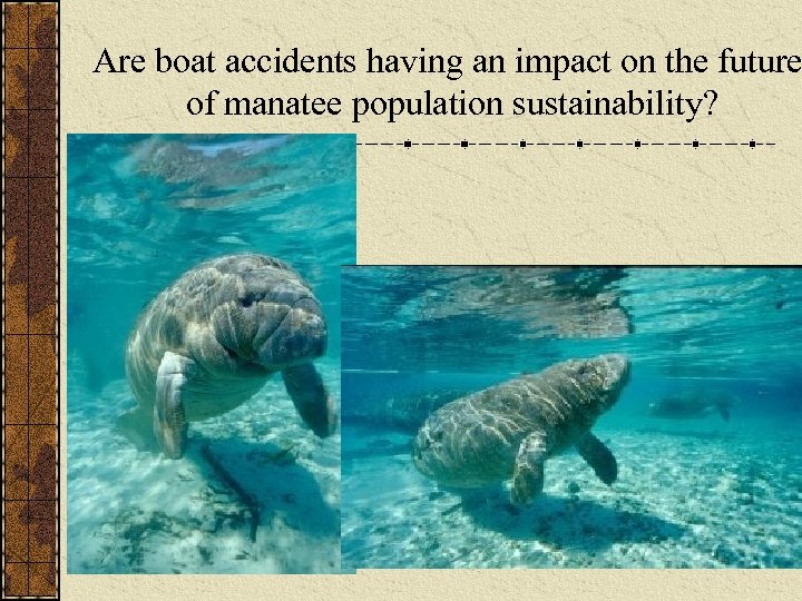 Are boat accidents having an impact on the future of manatee population sustainability? 