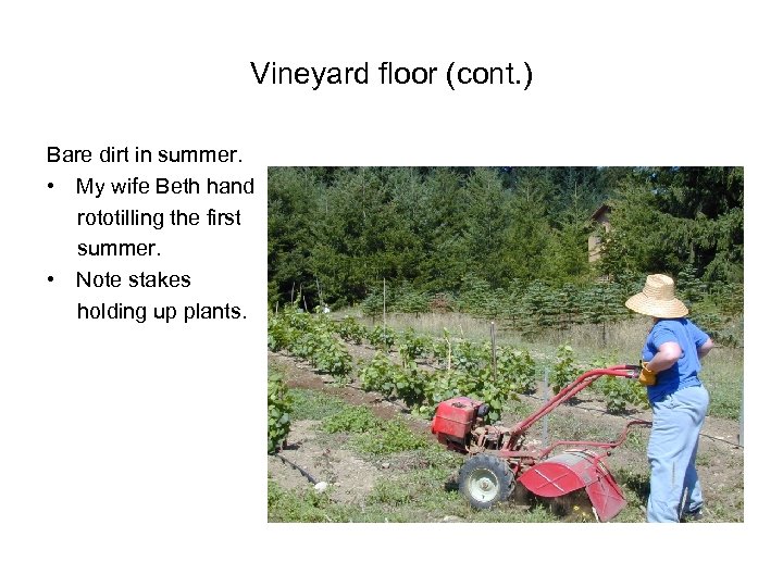Vineyard floor (cont. ) Bare dirt in summer. • My wife Beth hand rototilling