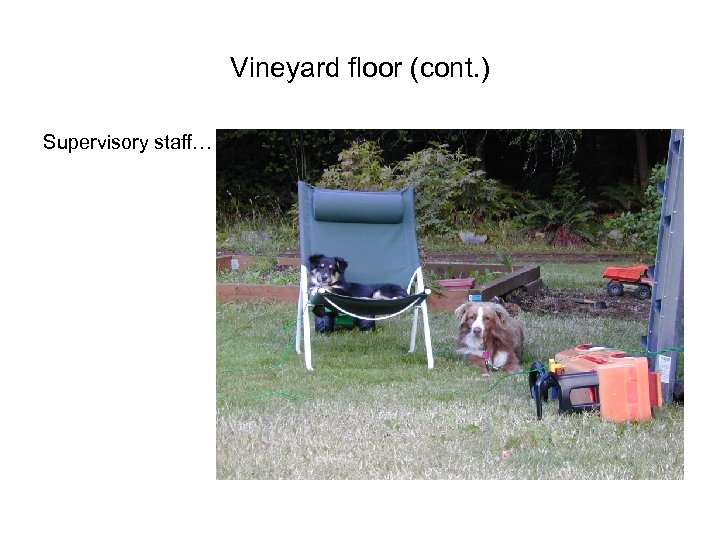 Vineyard floor (cont. ) Supervisory staff… 