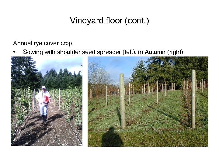Vineyard floor (cont. ) Annual rye cover crop • Sowing with shoulder seed spreader