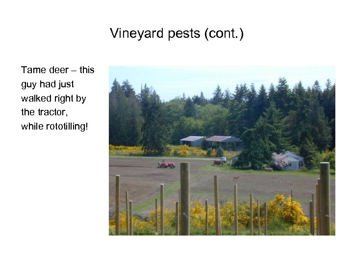 Vineyard pests (cont. ) Tame deer – this guy had just walked right by