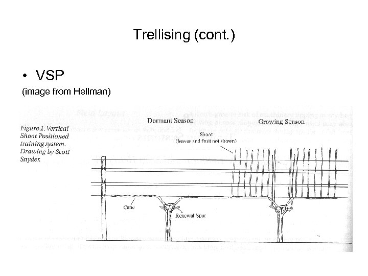 Trellising (cont. ) • VSP (image from Hellman) 