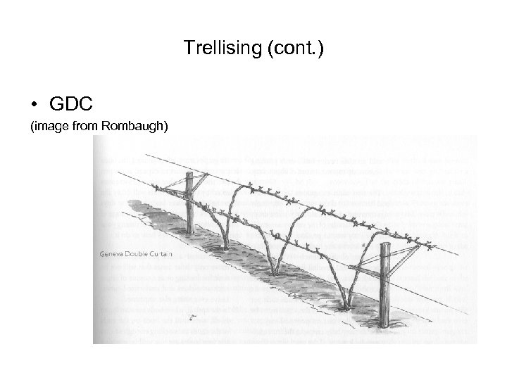 Trellising (cont. ) • GDC (image from Rombaugh) 