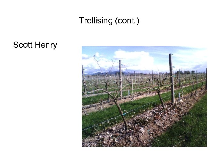 Trellising (cont. ) Scott Henry 