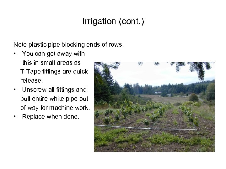 Irrigation (cont. ) Note plastic pipe blocking ends of rows. • You can get