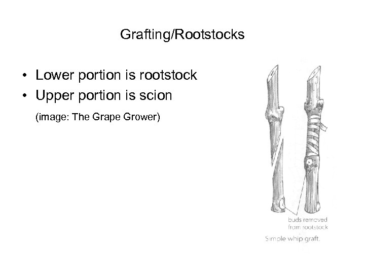 Grafting/Rootstocks • Lower portion is rootstock • Upper portion is scion (image: The Grape