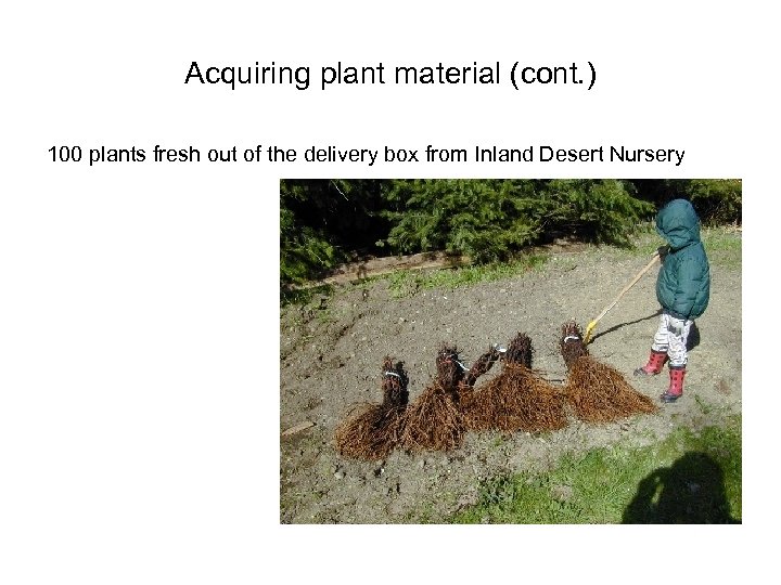 Acquiring plant material (cont. ) 100 plants fresh out of the delivery box from