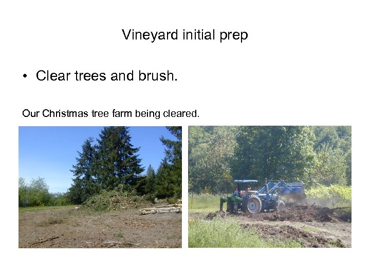 Vineyard initial prep • Clear trees and brush. Our Christmas tree farm being cleared.