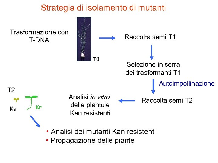 Strategia di isolamento di mutanti Trasformazione con T-DNA Raccolta semi T 1 T 0