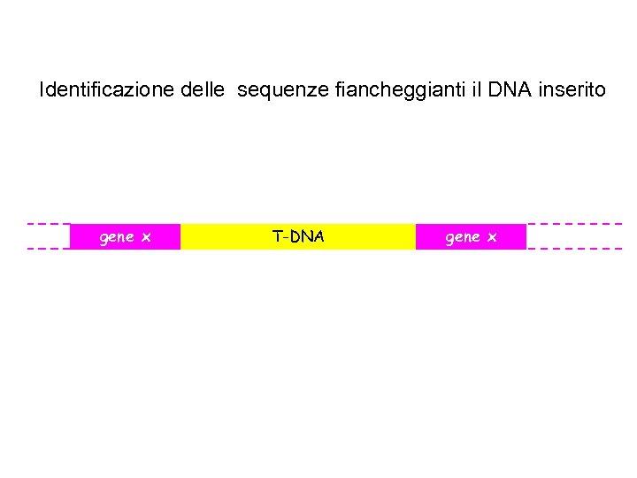 Identificazione delle sequenze fiancheggianti il DNA inserito gene x T-DNA gene x 