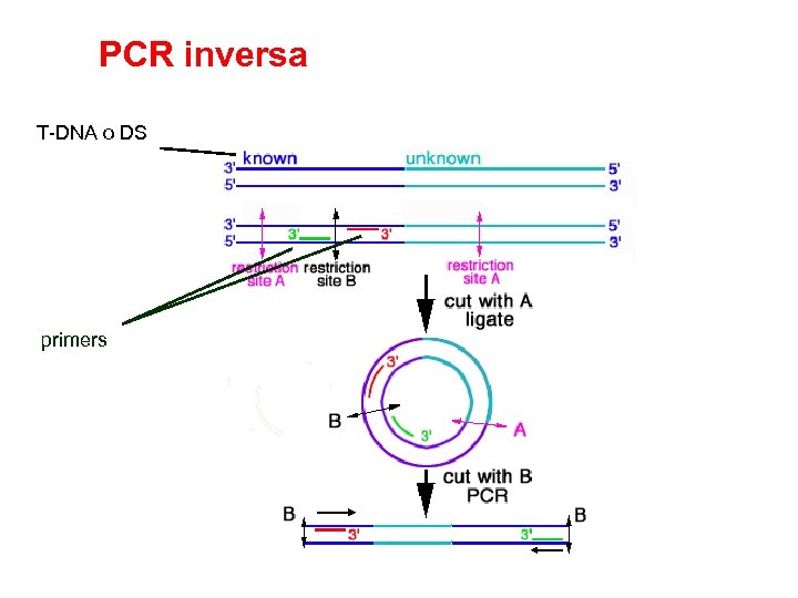 PCR inversa T-DNA o DS primers 