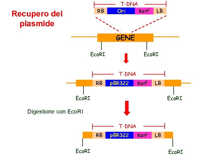 RB Recupero del plasmide T-DNA Ori Kan. R LB GENE Eco. RI T-DNA RB