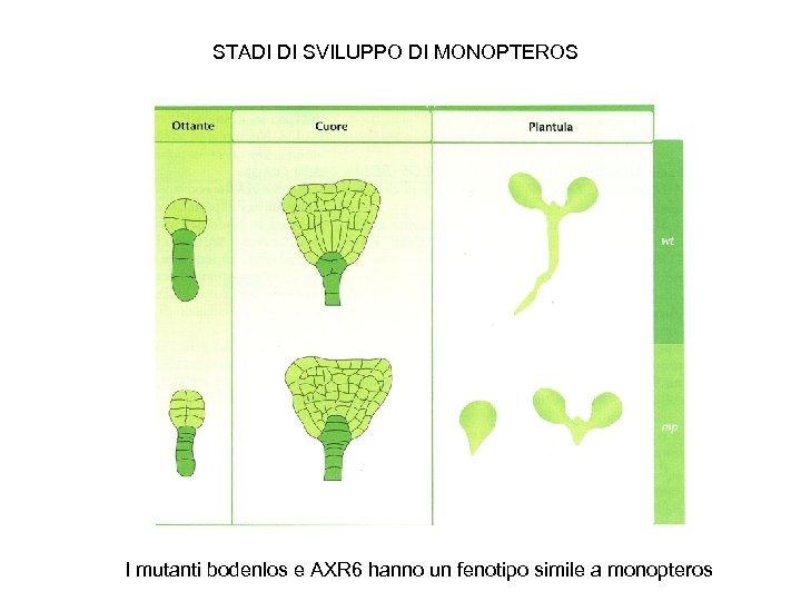 STADI DI SVILUPPO DI MONOPTEROS I mutanti bodenlos e AXR 6 hanno un fenotipo