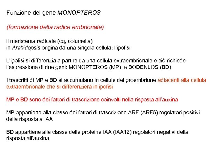 Funzione del gene MONOPTEROS (formazione della radice embrionale) il meristema radicale (cq, columella) in