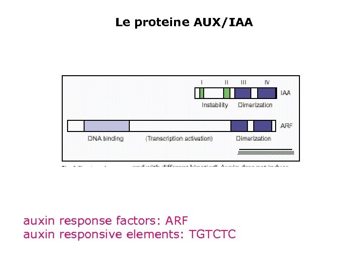 Le proteine AUX/IAA auxin response factors: ARF auxin responsive elements: TGTCTC 