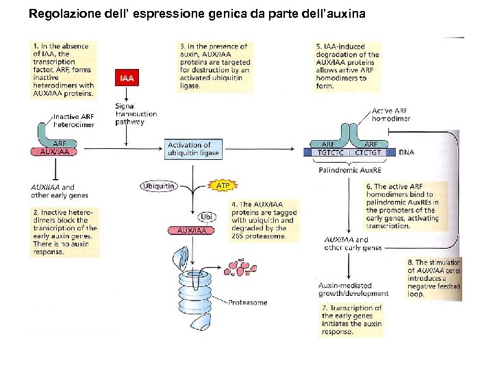 Regolazione dell’ espressione genica da parte dell’auxina 