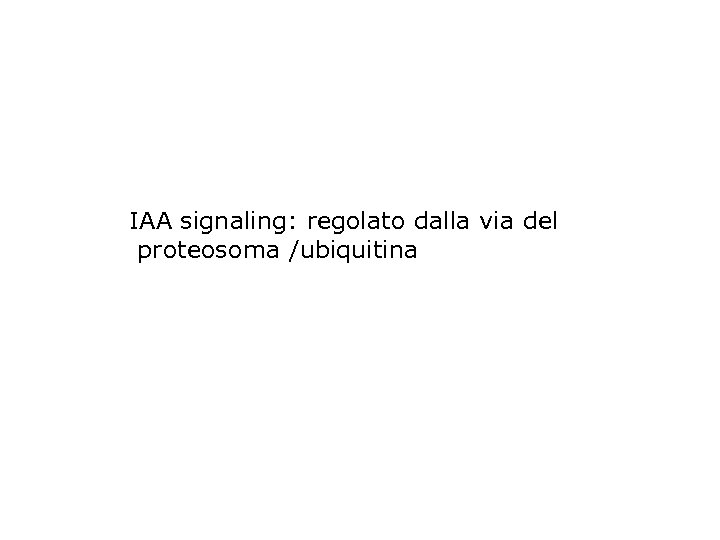 IAA signaling: regolato dalla via del proteosoma /ubiquitina 