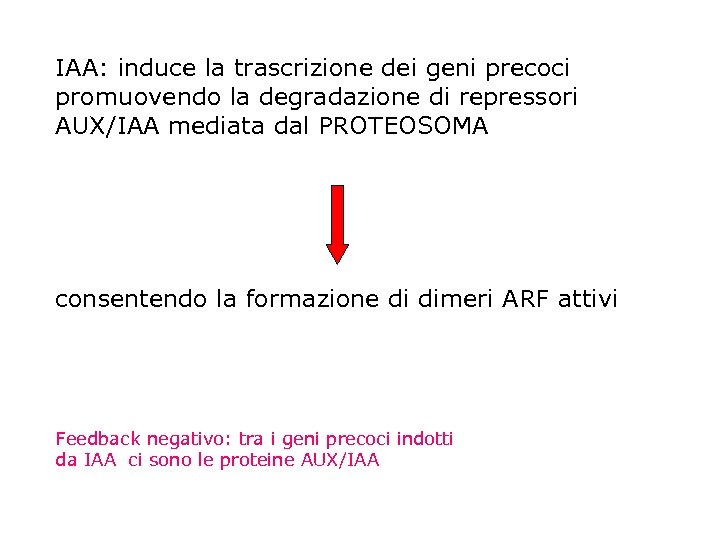 IAA: induce la trascrizione dei geni precoci promuovendo la degradazione di repressori AUX/IAA mediata