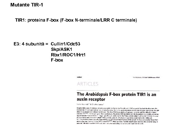 Mutante TIR-1 TIR 1: proteina F-box (F-box N-terminale/LRR C terminale) E 3: 4 subunità