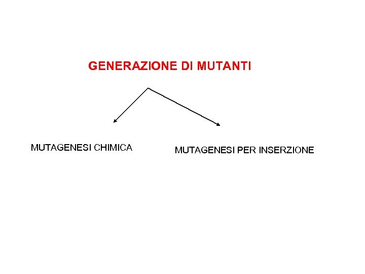 GENERAZIONE DI MUTANTI MUTAGENESI CHIMICA MUTAGENESI PER INSERZIONE 