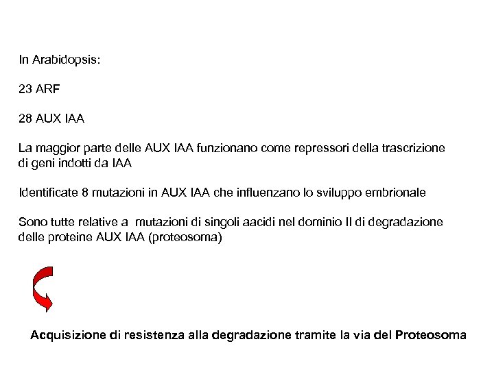 In Arabidopsis: 23 ARF 28 AUX IAA La maggior parte delle AUX IAA funzionano