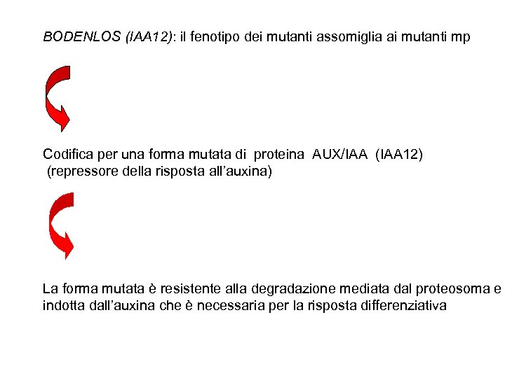 BODENLOS (IAA 12): il fenotipo dei mutanti assomiglia ai mutanti mp Codifica per una