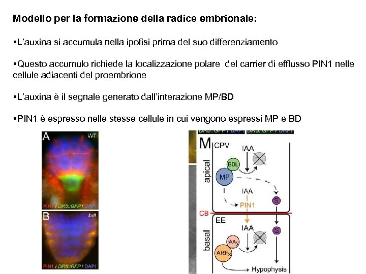 Modello per la formazione della radice embrionale: §L’auxina si accumula nella ipofisi prima del