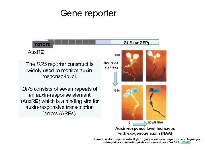 Gene reporter GUS (or GFP) TGTCTC Aux. RE The DR 5 reporter construct is