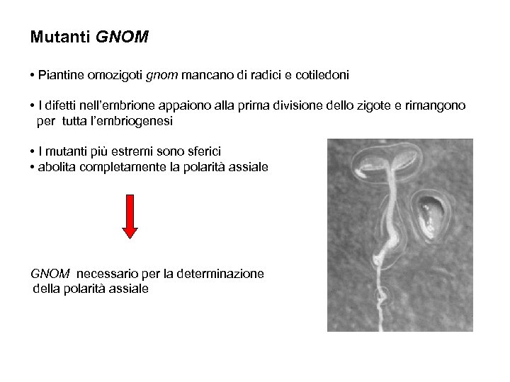 Mutanti GNOM • Piantine omozigoti gnom mancano di radici e cotiledoni • I difetti