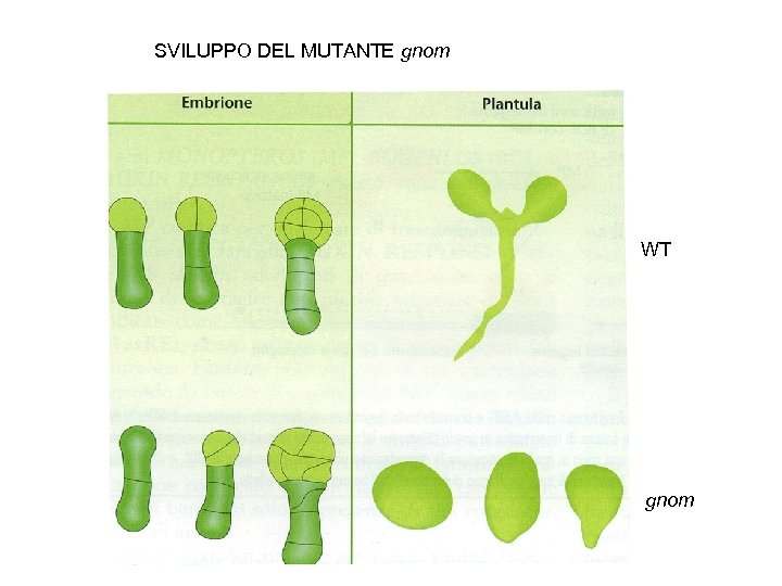 SVILUPPO DEL MUTANTE gnom WT gnom 