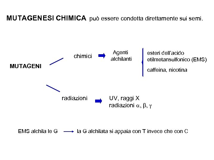 MUTAGENESI CHIMICA può essere condotta direttamente sui semi. chimici MUTAGENI esteri dell’acido etilmetansulfonico (EMS)