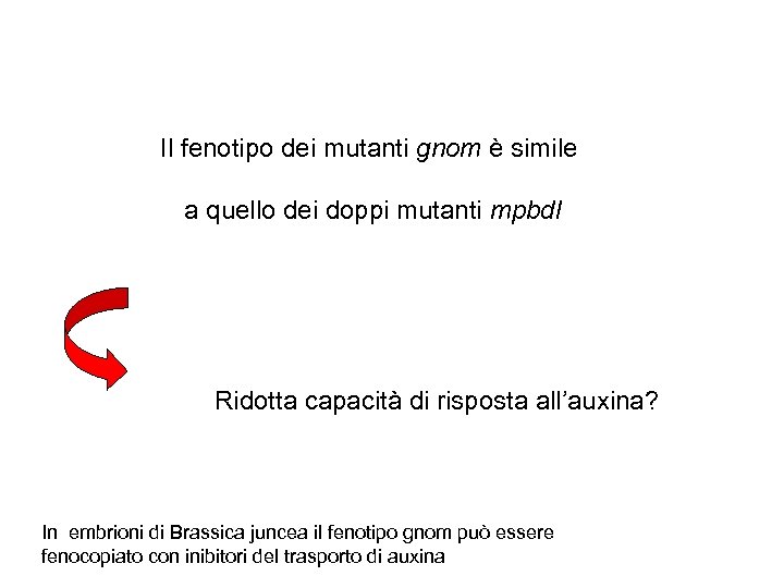 Il fenotipo dei mutanti gnom è simile a quello dei doppi mutanti mpbdl Ridotta