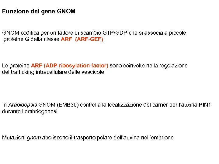 Funzione del gene GNOM codifica per un fattore di scambio GTP/GDP che si associa