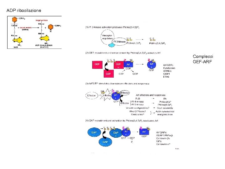 ADP ribosilazione Complessi GEF-ARF 