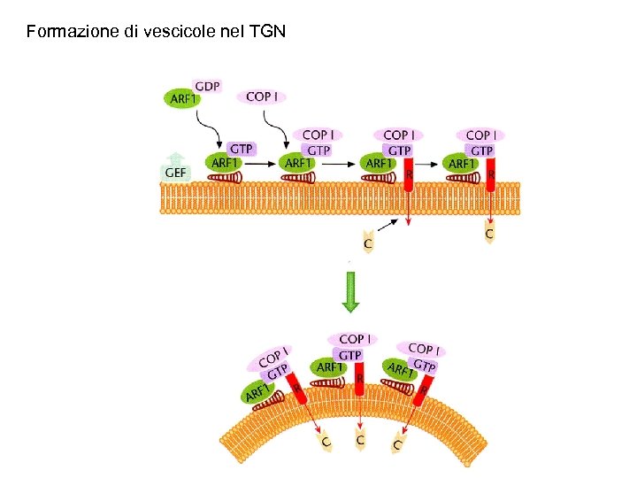 Formazione di vescicole nel TGN 