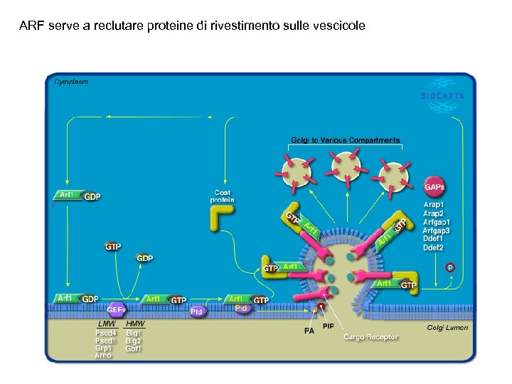 ARF serve a reclutare proteine di rivestimento sulle vescicole 