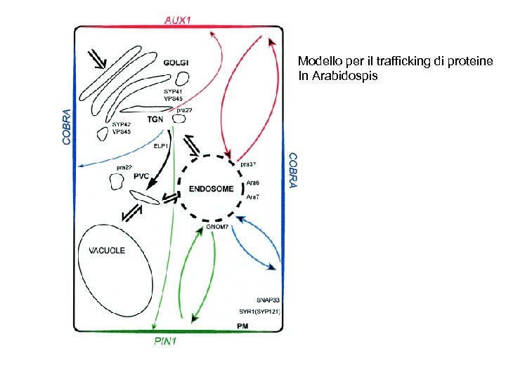 Modello per il trafficking di proteine In Arabidospis 