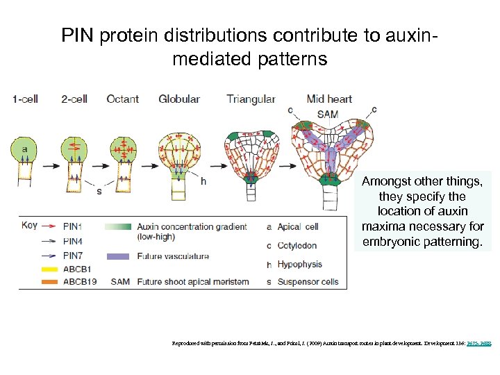 PIN protein distributions contribute to auxinmediated patterns Amongst other things, they specify the location