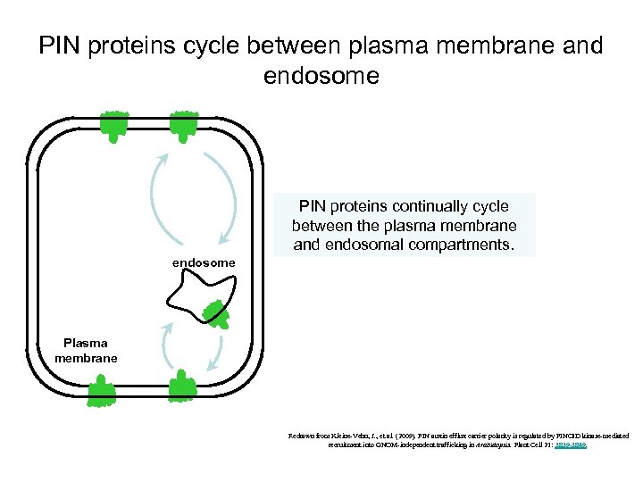 PIN proteins cycle between plasma membrane and endosome PIN proteins continually cycle between the