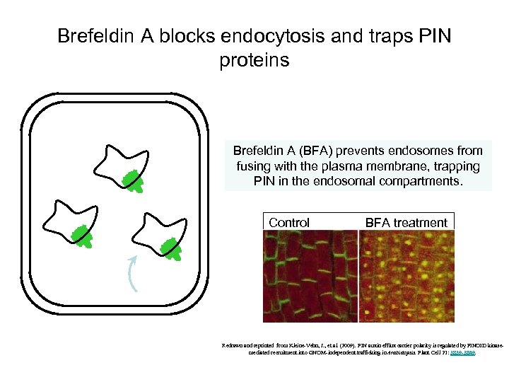 Brefeldin A blocks endocytosis and traps PIN proteins Brefeldin A (BFA) prevents endosomes from