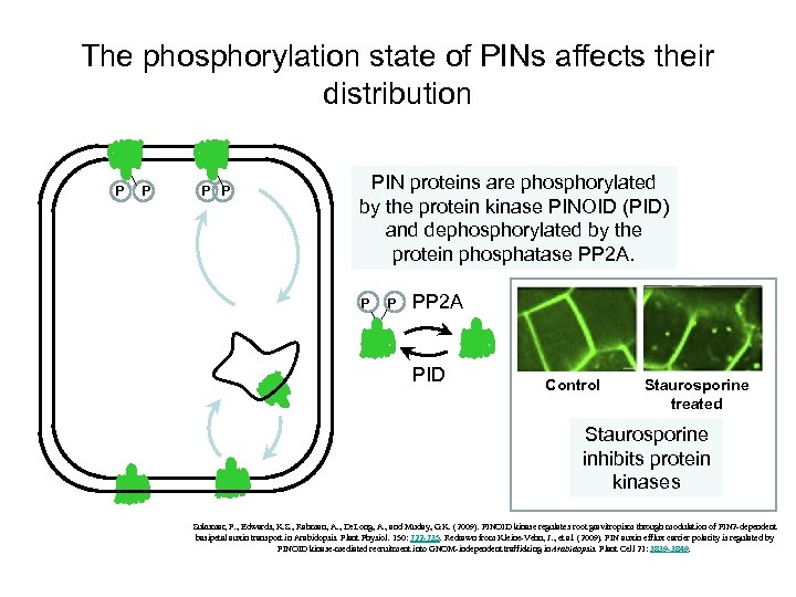 The phosphorylation state of PINs affects their distribution P P PIN proteins are phosphorylated