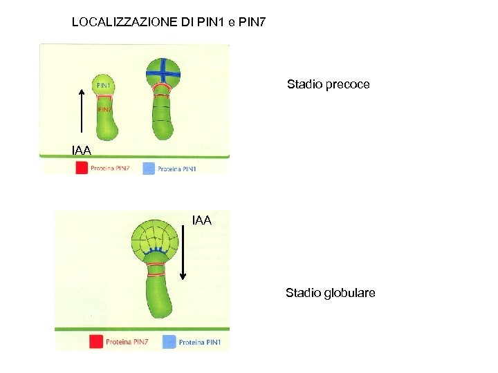 LOCALIZZAZIONE DI PIN 1 e PIN 7 Stadio precoce IAA Stadio globulare 