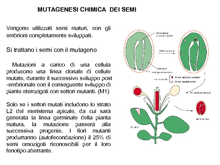 MUTAGENESI CHIMICA DEI SEMI Vengono utilizzati semi maturi, con gli embrioni completamente sviluppati. Si